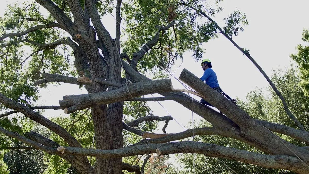 Professional Hazardous Tree Removal performed by certified arborists in Ithaca